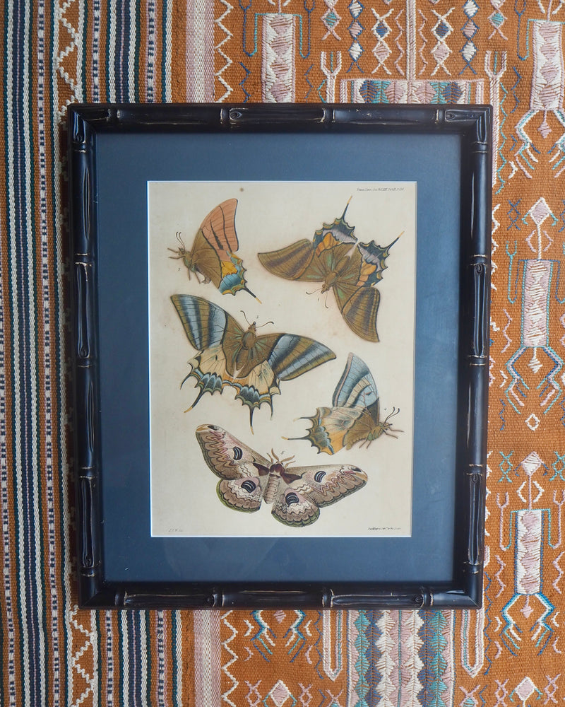 Antique hand coloured Butterfly Prints in Bamboo frame ~ various