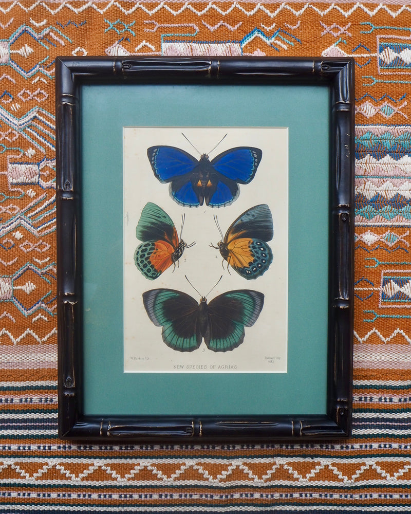 Antique hand coloured Butterfly Prints in Bamboo frame ~ various