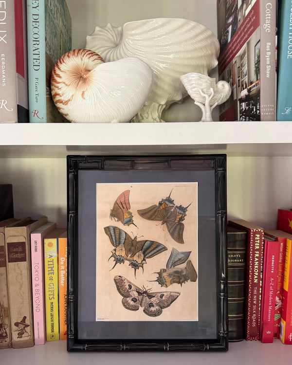 Antique hand coloured Butterfly Prints in Bamboo frame ~ various