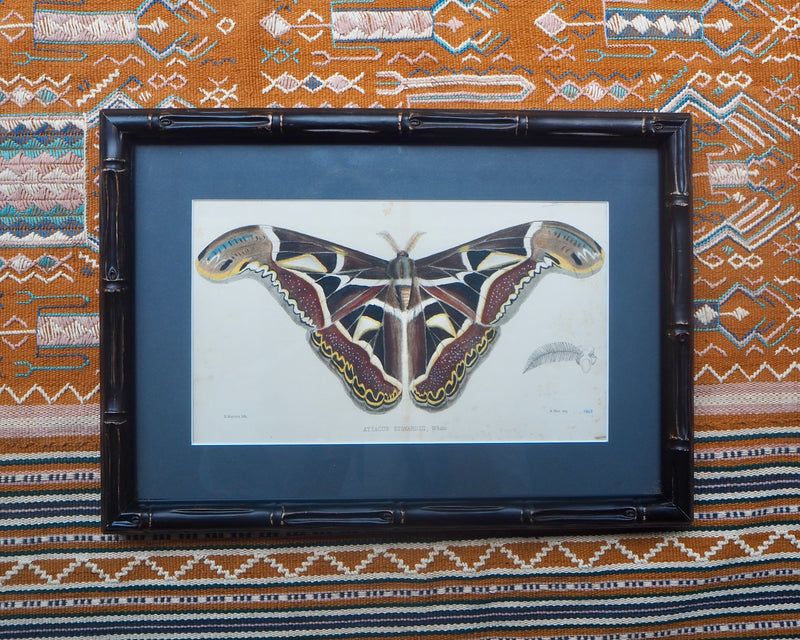 Antique hand coloured Butterfly Prints in Bamboo frame ~ various