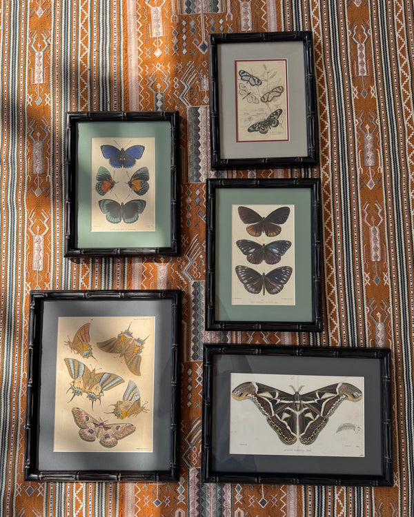 Antique hand coloured Butterfly Prints in Bamboo frame ~ various