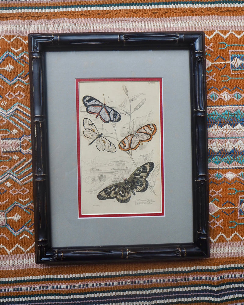 Antique hand coloured Butterfly Prints in Bamboo frame ~ various