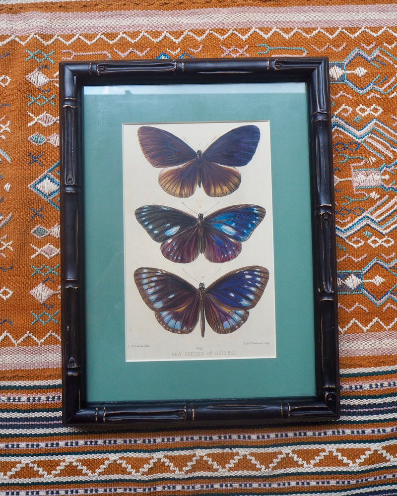 Antique hand coloured Butterfly Prints in Bamboo frame ~ various