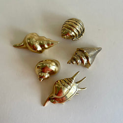 Brass Shells ~ various types - The Jungle Emporium